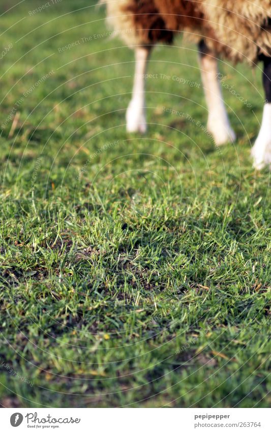 Rasen(mäh)er Gras Wiese Tier Nutztier Fell Pfote 1 laufen braun grün Schaf Fellfarbe Farbfoto Außenaufnahme Menschenleer Tag Unschärfe Zentralperspektive
