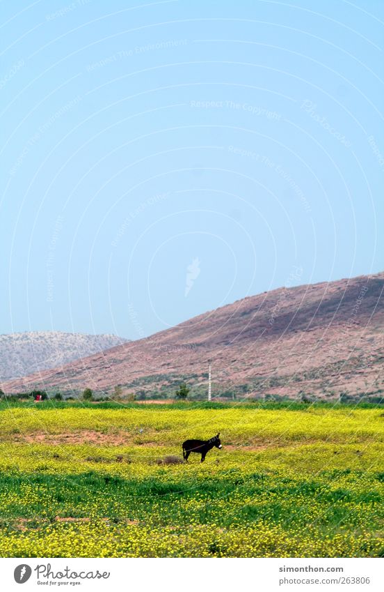esel Nutztier füttern Esel Weide Natur Marokko Afrika Ödland Einsamkeit Reisefotografie Farbfoto