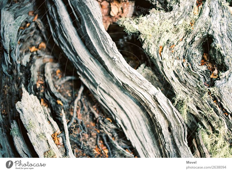 Patagonia Surfaces Umwelt Natur Pflanze Tier Urelemente Erde Sand Baum Gras Moos Blatt Blüte exotisch Wiese Wald Urwald Berge u. Gebirge Stein Holz Abenteuer