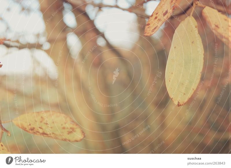 ruhetag Umwelt Natur Landschaft Herbst Klima Baum Blatt Feld Holz Idylle Wandel & Veränderung Baumstamm Ast Jahreszeiten Unschärfe Außenaufnahme Menschenleer