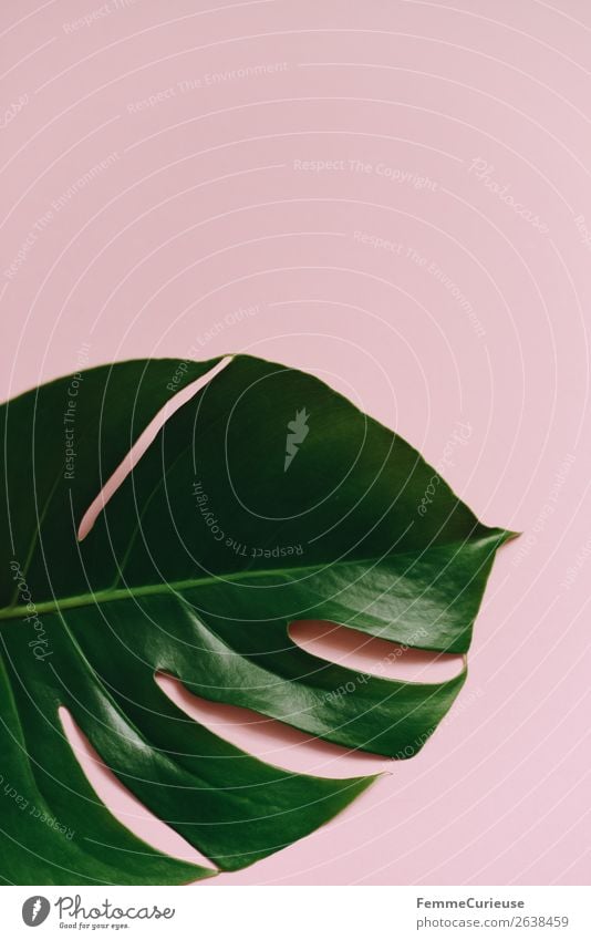 Leaf of a monstera plant on a pink background Natur Design Symmetrie Strukturen & Formen rosa grün Fensterblätter ästhetisch Pflanze Pflanzenteile Grünpflanze