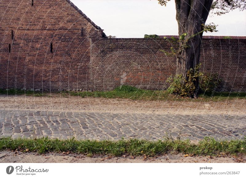 Draußen in Deutschland Umwelt Natur Pflanze Baum Gras Dorf Haus Einfamilienhaus Bauwerk Gebäude Mauer Wand Fassade Straße Wege & Pfade authentisch Klischee