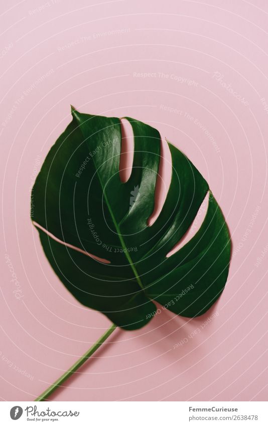 Leaf of a monstera plant on a pink background Schreibwaren Papier Kreativität ästhetisch Design Strukturen & Formen rosa grün Fensterblätter Blatt Pflanze