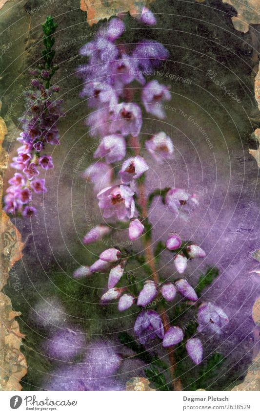 Heidekraut Erika Natur Pflanze Frühling Herbst Blume Blüte Wildpflanze Feld Wald Alpen Berge u. Gebirge Freundlichkeit natürlich blau violett rosa Romantik
