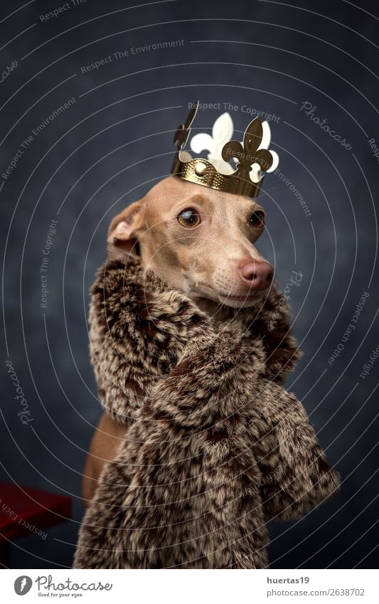 Lustiger Hund, verkleidet als Zauberkönig. Weihnachten Glück schön Feste & Feiern Weihnachten & Advent Freundschaft Tier Haustier 1 Freundlichkeit Fröhlichkeit