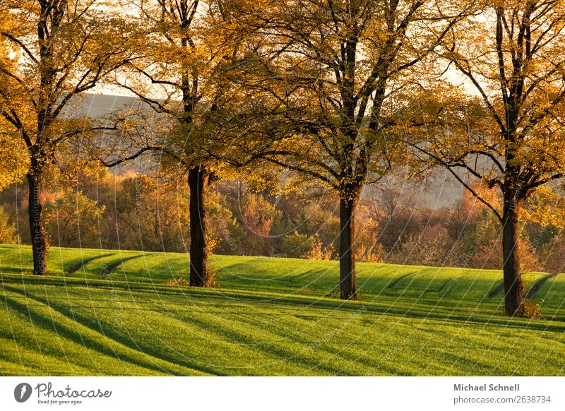 Vier Bäume Umwelt Natur Pflanze Herbst Baum Feld ästhetisch Zusammensein schön natürlich braun mehrfarbig grün Freundschaft Zusammenhalt Farbfoto Außenaufnahme
