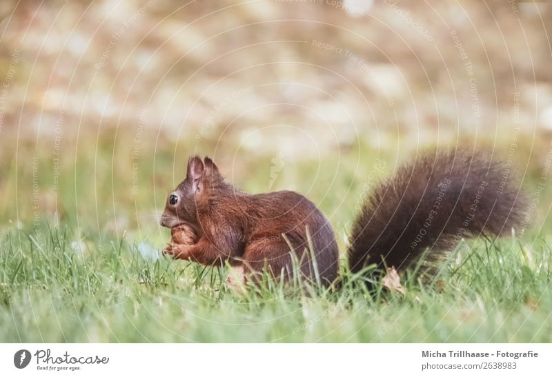 Eichhörnchen frisst Walnuss Nuss Umwelt Natur Tier Sonnenlicht Schönes Wetter Gras Wiese Wildtier Tiergesicht Fell Krallen Pfote Schwanz Auge Ohr Nagetiere 1