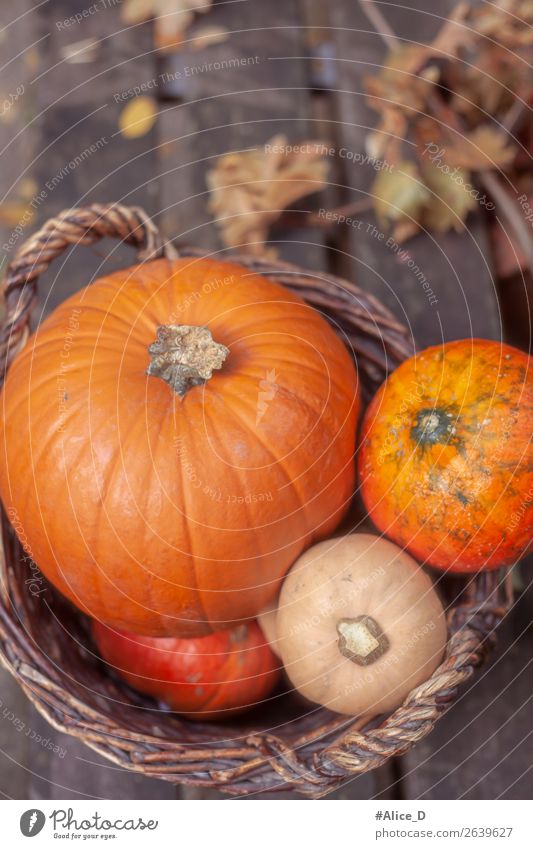 Kürbiskorb im Tageslicht Lebensmittel Gemüse Ernährung Korb Gesunde Ernährung Erntedankfest Halloween Natur Herbst Nutzpflanze Holz authentisch frisch