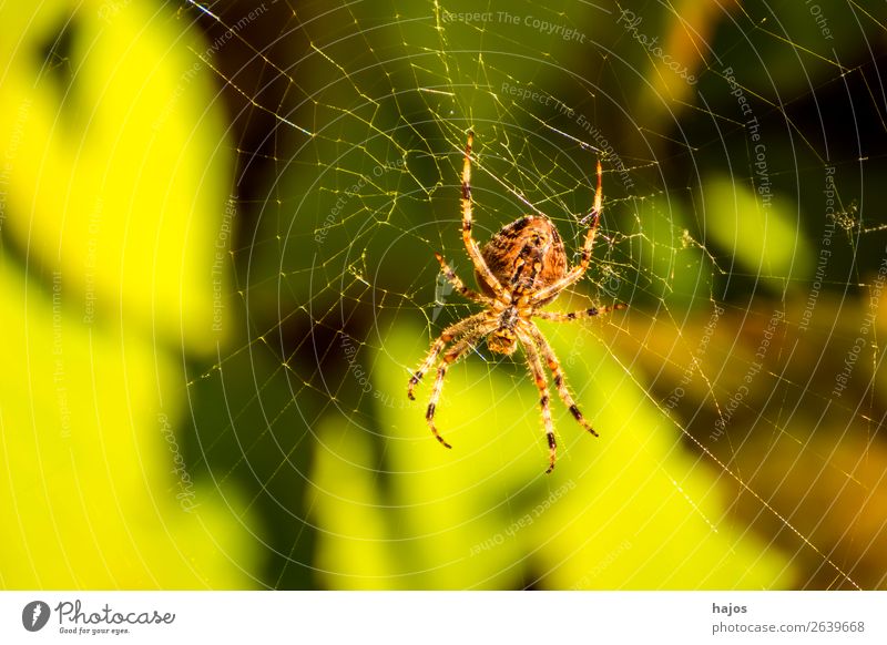 Spinne in ihrem Netz Internet Natur Tier 1 gelb grün Spinnennetz hell Sonne Fauna Insekt Herbst sitzt Nahaufnahme Farbfoto Außenaufnahme Makroaufnahme