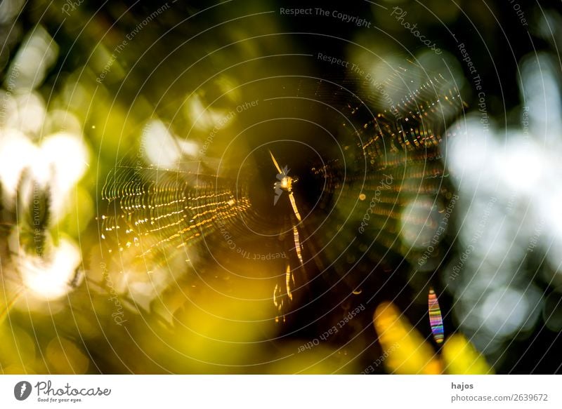 Spinnennetz im Herbst im Gegenlicht Internet Tier gold grün weiß Rundfahrt Großstadt Radsspinne gelb leu Polen Fauna Farbfoto Außenaufnahme Menschenleer
