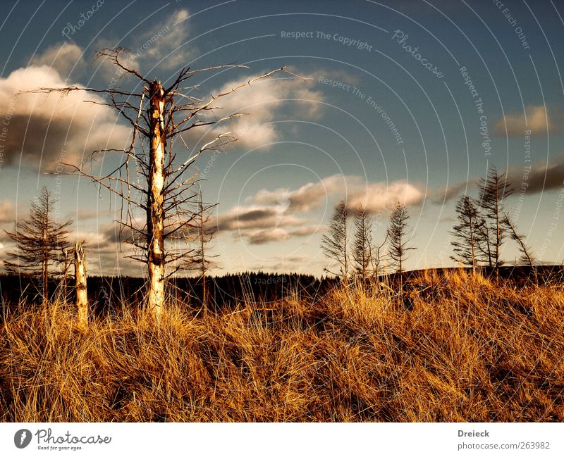 Triste Trostlosigkeit Umwelt Natur Landschaft Dürre Baum Sträucher Hügel Schottland Europa Stadtrand stachelig trist trocken wild blau braun Klima Farbfoto