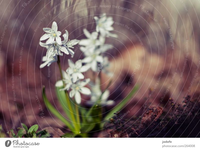 ein Sonnenschein, zwei Sonnenschein... Umwelt Natur Pflanze Frühling Schönes Wetter Blume schön weiß Blühend Stern (Symbol) Blüte Hyazinthe frühlingsblüher