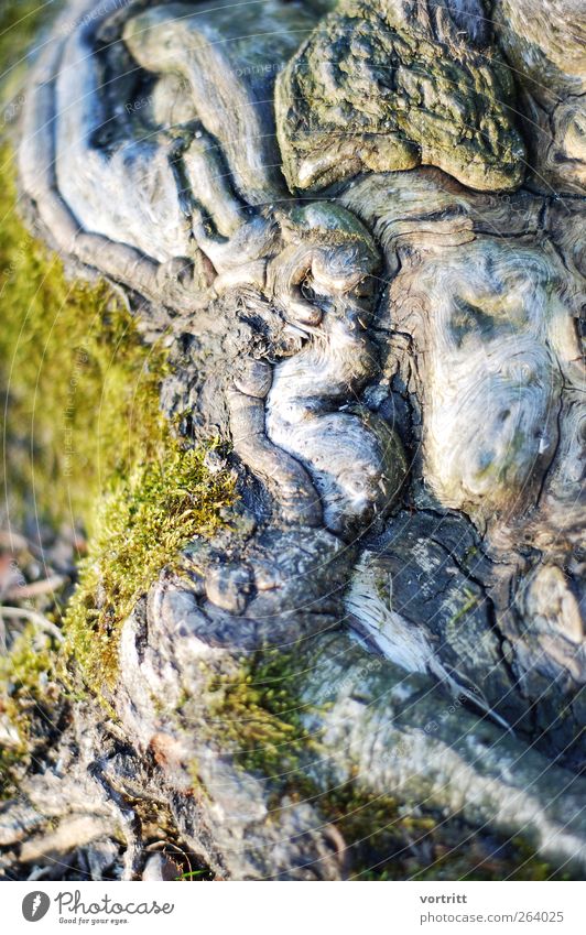 Was siehst du? Natur Baum Moos alt außergewöhnlich grün bizarr entdecken Tod Waldboden Wurzel Fabelwesen Traumwelt Traumland Märchenwald Märchenlandschaft