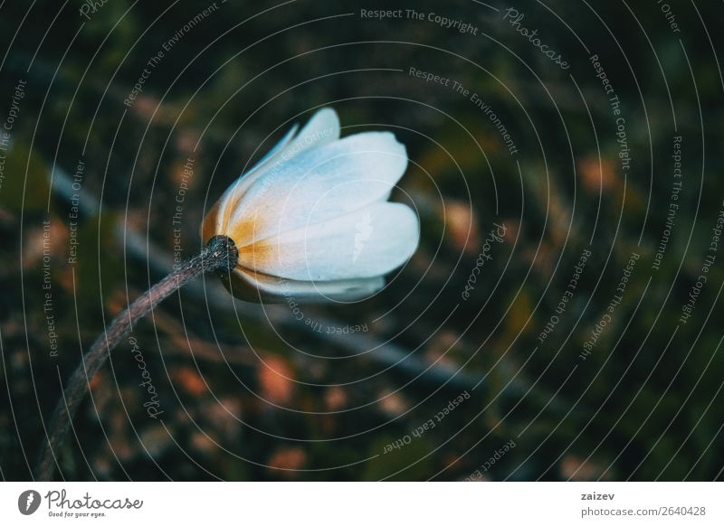 Nahaufnahme einer weißen und isolierten Anemone nemorosa-Blüte mit grünem Blatthintergrund schön Sommer Garten Natur Landschaft Pflanze Frühling Blume Wiese