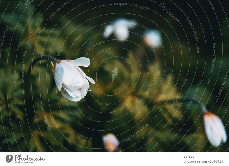 Nahaufnahme einer weißen und isolierten Anemone nemorosa-Blüte mit grünem Blatthintergrund schön Sommer Garten Natur Landschaft Pflanze Frühling Blume Wiese