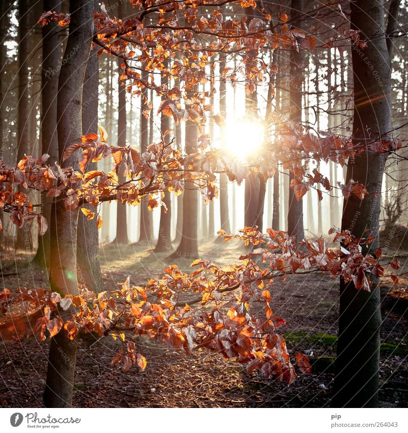 hain Umwelt Natur Landschaft Pflanze Sonne Sonnenaufgang Sonnenuntergang Frühling Herbst Schönes Wetter Baum Blatt Baumstamm Wald frisch natürlich braun