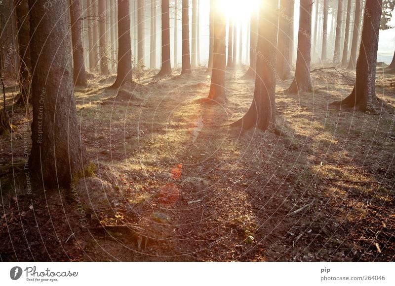 gehölz Umwelt Natur Landschaft Pflanze Sonne Sonnenaufgang Sonnenuntergang Sommer Klima Schönes Wetter Baum Baumstamm Tanne Fichte Nadelwald Wald frisch hell