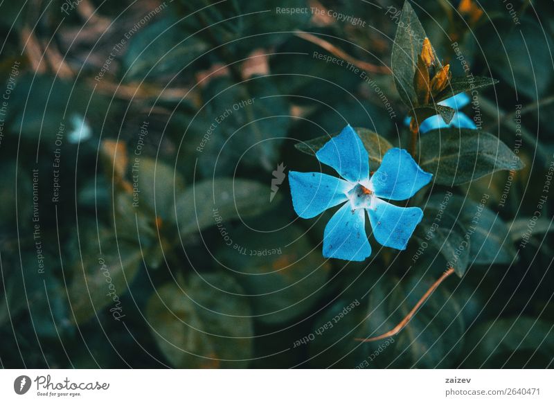 Nahaufnahme einer isolierten und blauen Blüte von Vinca major mit Blättern im Hintergrund Sommer Garten Dekoration & Verzierung Natur Pflanze Blume Park Wiese