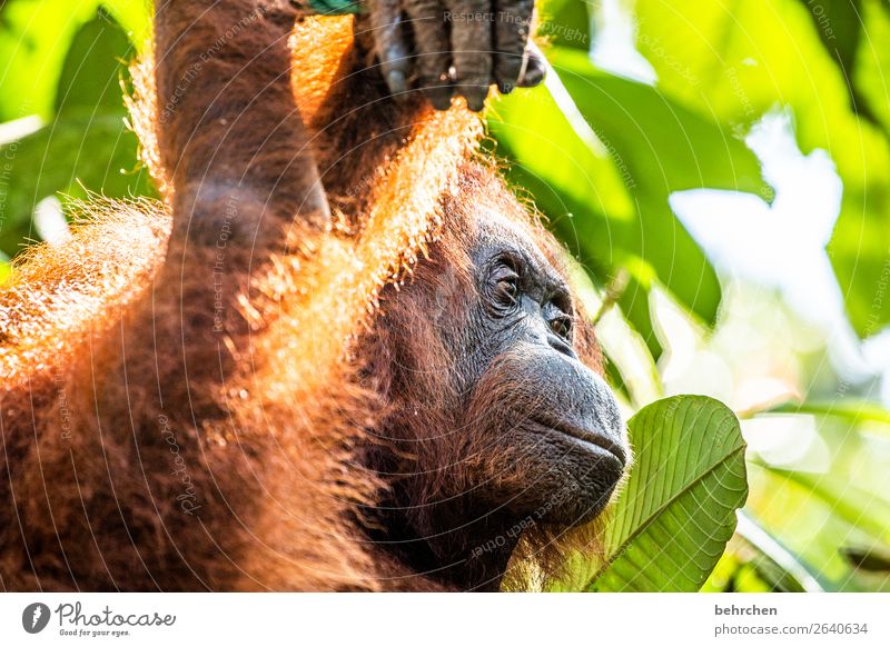 große erwartungen Ferien & Urlaub & Reisen Tourismus Ausflug Abenteuer Ferne Freiheit Baum Blatt Urwald Wildtier Tiergesicht Fell Affen Orang-Utan 1