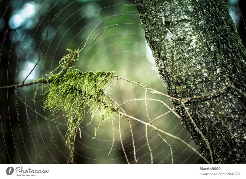 Waldgeist Ausflug Expedition wandern Umwelt Natur Pflanze Urelemente Luft Klima Baum Moos Grünpflanze Wildpflanze kalt nachhaltig natürlich trocken blau braun