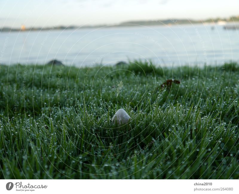 Morgenwiese Pflanze Wasser Wassertropfen Gras Pilz Wiese See Stimmung Reinheit Neugier Leben Umwelt Wachstum Tau Farbfoto Nahaufnahme Menschenleer