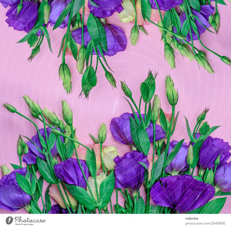 frische blühende Blumen Eustoma Lisianthus Garten Dekoration & Verzierung Feste & Feiern Valentinstag Muttertag Geburtstag Natur Pflanze Blatt Blüte