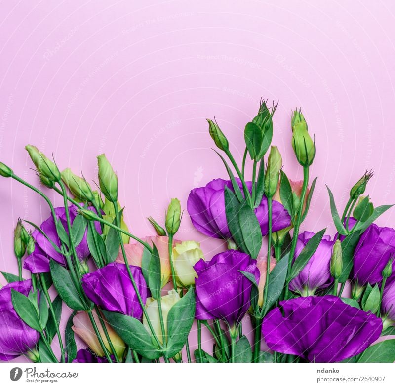 frische blühende Blumen Eustoma Lisianthus Sommer Dekoration & Verzierung Feste & Feiern Valentinstag Muttertag Hochzeit Natur Pflanze Blatt Blüte Blumenstrauß