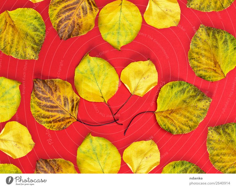viele gelbe, trockene Aprikosenblätter auf rotem Hintergrund Garten Umwelt Natur Pflanze Herbst Baum Blatt frisch hell natürlich Farbe Botanik fallen geblümt