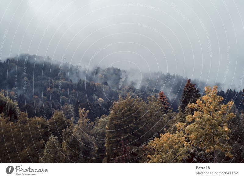 Nebel-Herbst-Bild Umwelt Natur Pflanze Wolken Wald Hügel Europa blau braun gelb grau Gedeckte Farben Außenaufnahme Menschenleer Textfreiraum oben Dämmerung