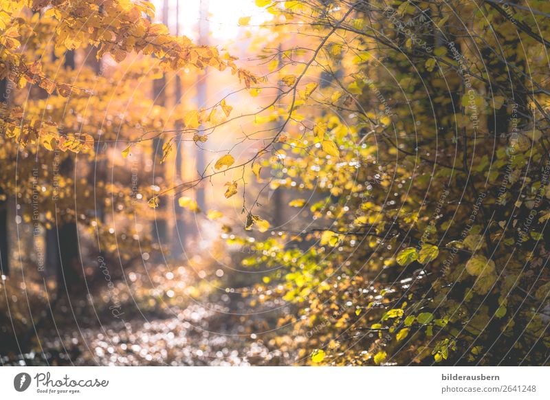 Herbstlichtzauber Schönes Wetter glänzend Glück Optimismus Reinheit Hoffnung Herbstlaub Wald Herbstwald bezaubernd Herbstfärbung leuchten Sonnenlicht Farbfoto