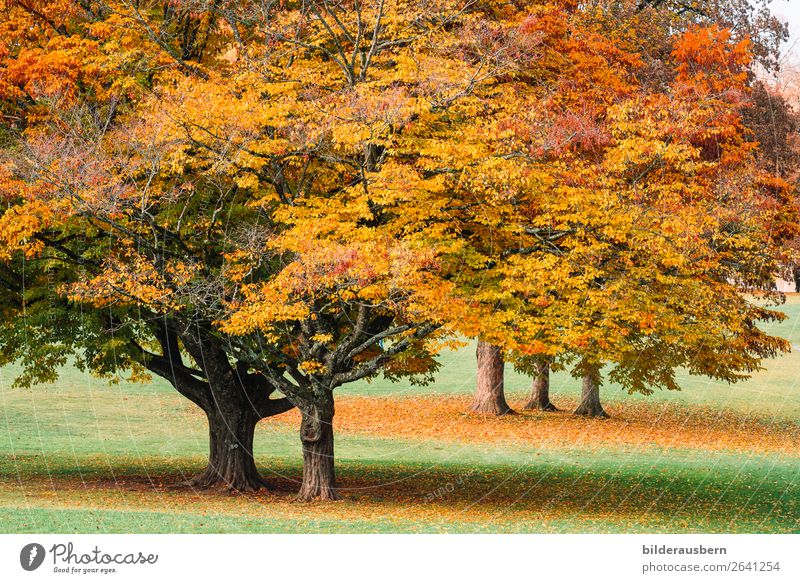 Herbstzauber Park Kraft schön Herbstlaub Herbstfärbung Baum Baumstamm herbstlich Herbstwetter prächtig Farbfoto Außenaufnahme Tag Zentralperspektive