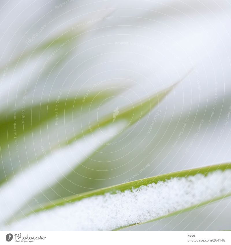 Alles Glück der Welt für den Nordreisenden! Umwelt Natur Winter Schnee Pflanze Gras Blatt Grünpflanze Bambus Linie Streifen Wachstum ästhetisch einfach frisch