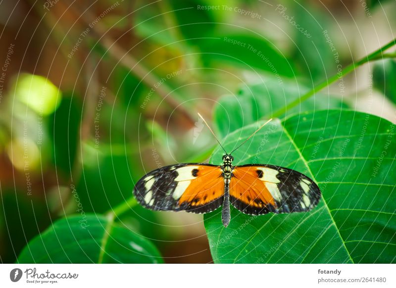 Heliconius melpomene dorsal view_Postman Butterfly Natur Pflanze Tier Wildtier Schmetterling 1 grün orange schwarz Papilio melpomene Tarnung deterrence