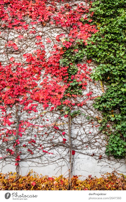 Herbstliche Wand Baum Berlin Blätter bunt gemischt Joerg Farys www.dieprojektoren.de vergängliche Menschenleer Textfreiraum links Textfreiraum rechts