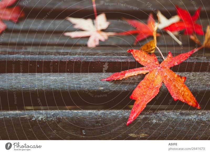 Rotahornblätter auf Holzbank Natur Herbst Baum Blatt Tropfen nass rot fallen gefallen Ahorn farbenfroh Wasser Tau Feuchtigkeit Jahreszeiten Acer Bank Schwüle