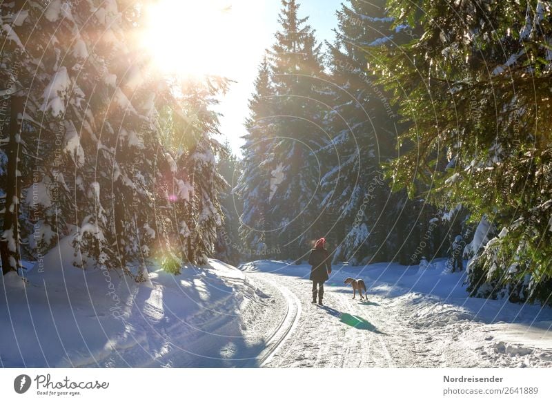 Winterspaziergang Ausflug Schnee Winterurlaub wandern Weihnachten & Advent Mensch feminin Frau Erwachsene Natur Landschaft Sonne Baum Wald Wege & Pfade Tier