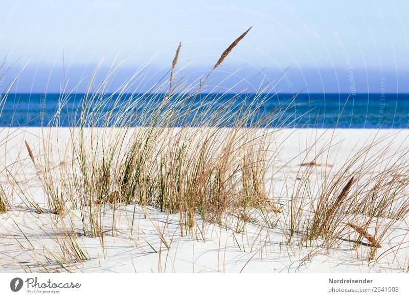 Ostsee Ferien & Urlaub & Reisen Sommer Sommerurlaub Sonne Strand Meer Insel Natur Landschaft Sand Wasser Himmel Frühling Herbst Schönes Wetter Gras Nordsee
