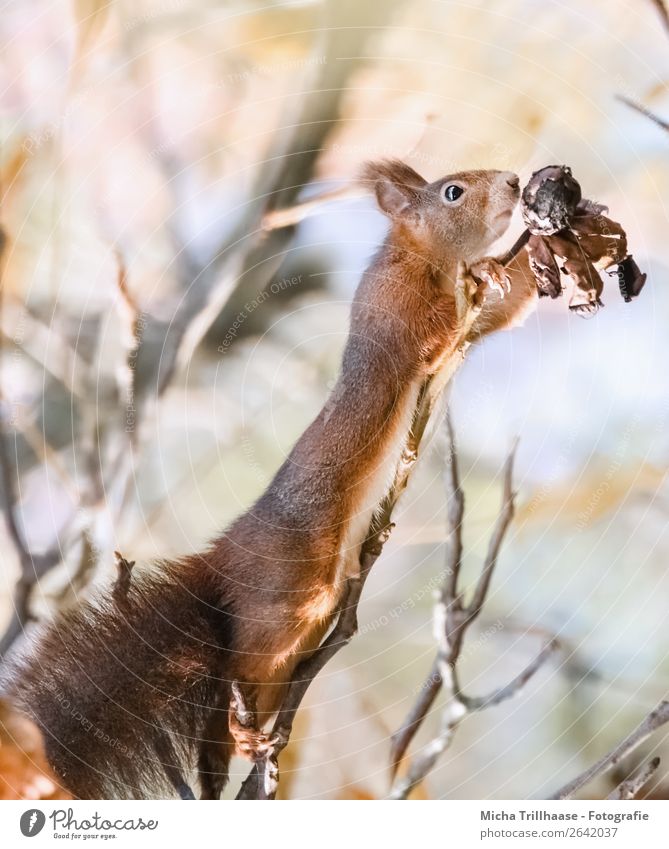 Eichhörnchen reckt sich nach einer Nuss Frucht Walnuss Natur Tier Sonnenlicht Schönes Wetter Baum Wildtier Tiergesicht Fell Krallen Pfote Ohr Nase Maul 1