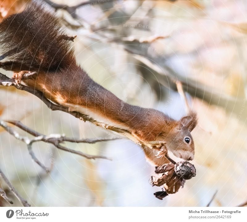 Eichhörnchen streckt sich Frucht Nuss Walnuss Natur Tier Sonnenlicht Schönes Wetter Baum Wildtier Tiergesicht Fell Krallen Pfote Nase Ohr Maul Nagetiere 1