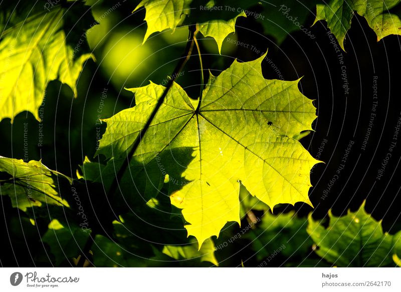Ahornblatt in Herbstfarben im Gegegnlicht Design Natur Baum hell weich gelb schwarz Gegenlicht grün leuchtend strahlend herbstlich Farbfoto Außenaufnahme