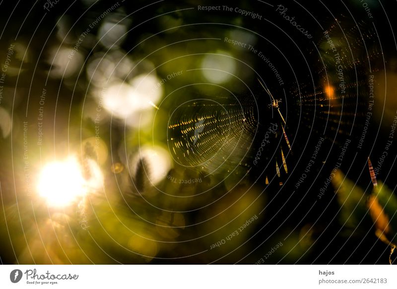 Spinnennetz im Herbst im Gegenlicht Internet Tier hell Radnetzspinne Sonnenstrahlen grell Fauna Tiefenschärfe gering Hintergrund unscharf Farbfoto Außenaufnahme