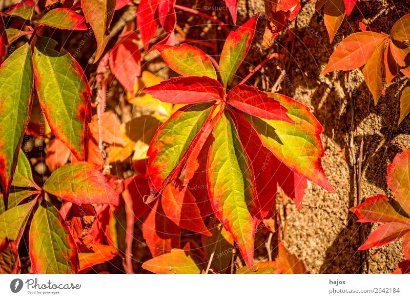 wilder Wein in Herbstfarben Natur Pflanze Mauer Wand gelb rot Wilder Wein Blatt Laub Herbstfärbung Herbstlaub grün mehrfarbig sonnig hell leuchtend Jahreszeiten