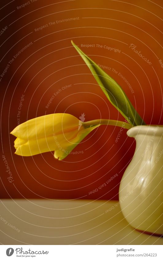 Frühling Blume Vase Krug schön gelb Duft Tulpe Farbfoto Innenaufnahme Textfreiraum oben 1 Blütenblatt Menschenleer hängend