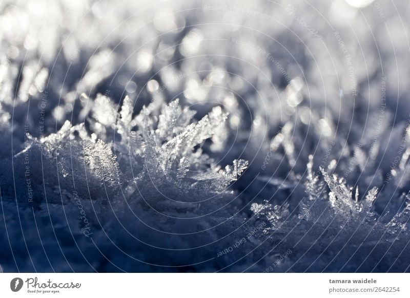 Winter Eiskristalle Umwelt Natur Sonnenlicht Wetter Frost Schnee frieren glänzend Blick ästhetisch außergewöhnlich frisch kalt blau weiß ruhig einzigartig Klima