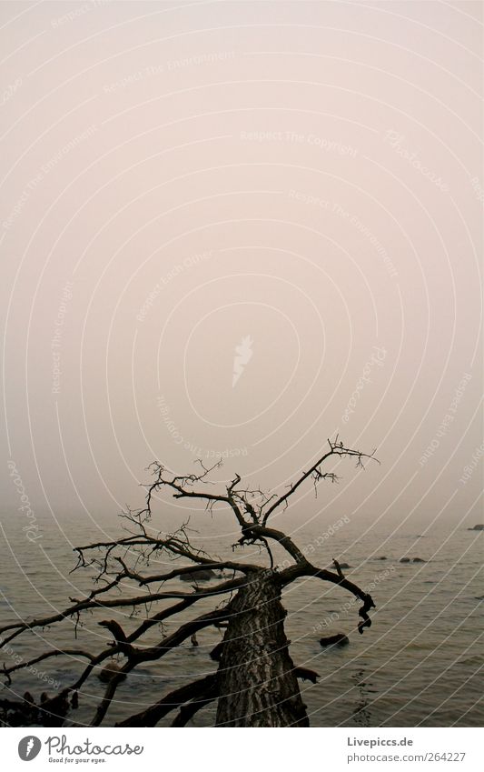 Am gelben Ufer Natur Pflanze Wasser Himmel Nebel Baum Küste alt ästhetisch dunkel grau schwarz Farbfoto Außenaufnahme Menschenleer Morgendämmerung umgefallen