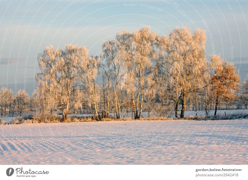 ein weißes kaltes Kleid Ausflug Ferne Freiheit Winter Schnee Winterurlaub Natur Landschaft Pflanze Urelemente Himmel Sonnenlicht Eis Frost Baum Wiese Feld