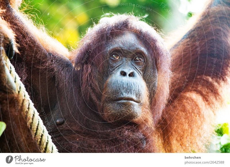 ich bleibe! Ferien & Urlaub & Reisen Tourismus Ausflug Abenteuer Ferne Freiheit Urwald Wildtier Tiergesicht Fell Affen Orang-Utan 1 außergewöhnlich exotisch