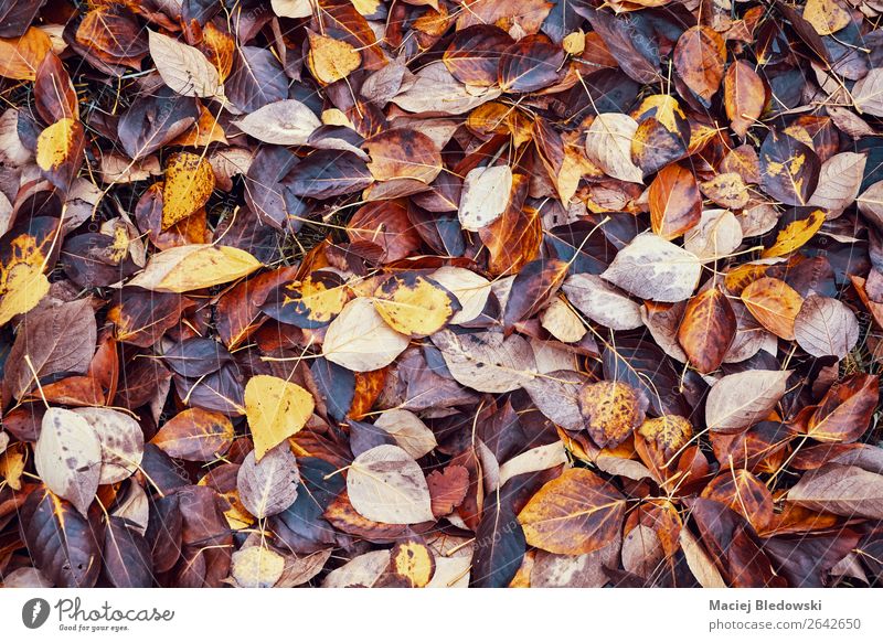 Verfallende Blätter, zeitvergängliches Konzept. Garten Tapete Umwelt Natur Herbst Klimawandel Blatt Park Wald braun orange Tod Einsamkeit Farbe Misserfolg