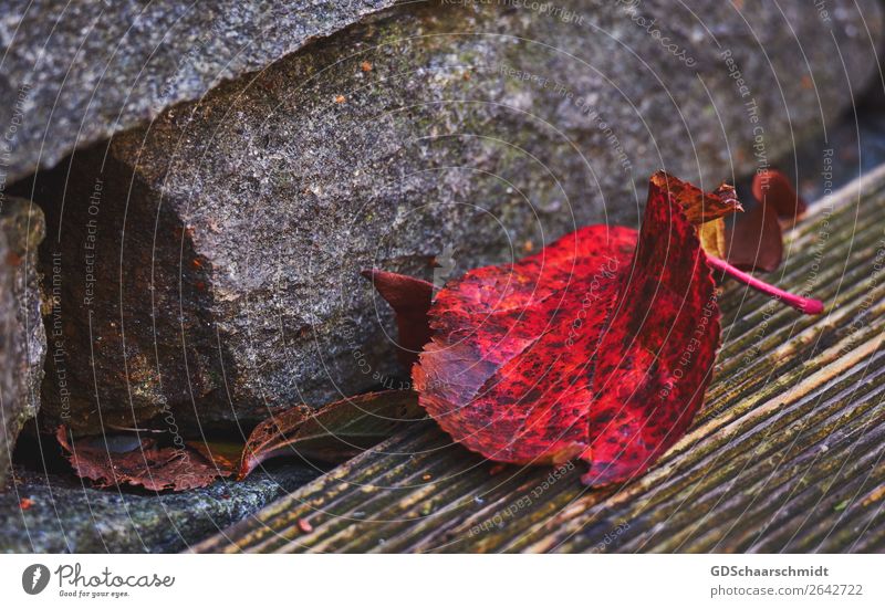 Farbenrausch im Herbst Umwelt Natur Blatt Terrasse Garten Stein Holz beobachten entdecken Erholung Traurigkeit Wachstum wandern weinen ästhetisch