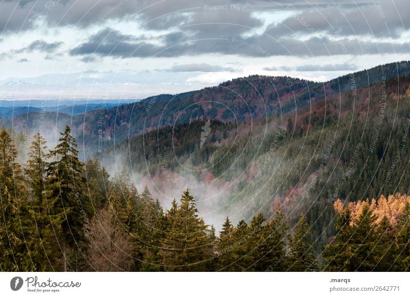 Herbst im Schwarzwald Umwelt Natur Landschaft Pflanze Urelemente Himmel Nebel Nadelbaum Wald Berge u. Gebirge Jahreszeiten Stadt Furtwangen Farbfoto